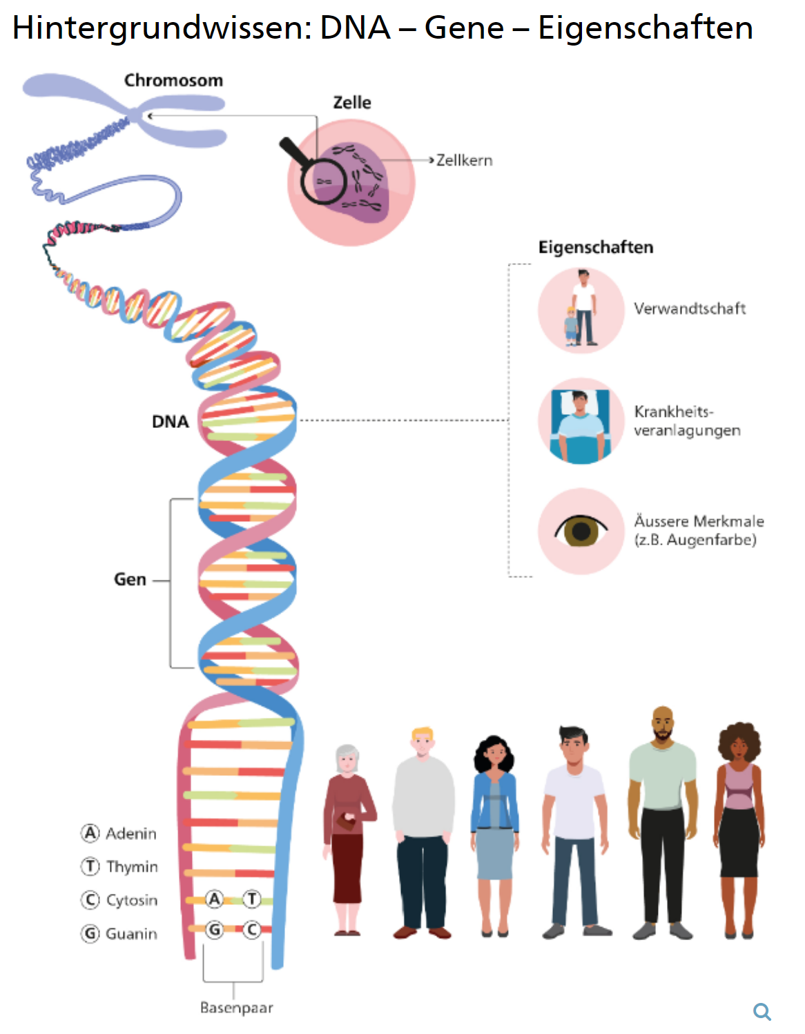 Hintergrundwissen: DNA – Gene – Eigenschaften
