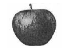 Apple Bildmarke