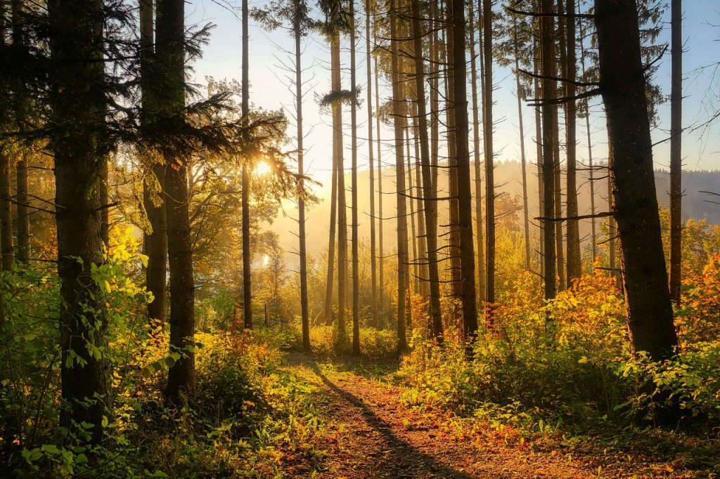 Wald Orientierungslauf