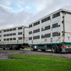 Vereinfachung der Ausnahmetransport-Bewilligungen + Fahrverbot-Anpassungen
